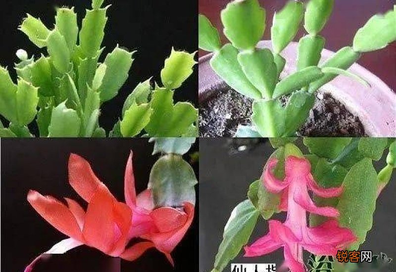 假昙花和蟹爪兰有什么区别?