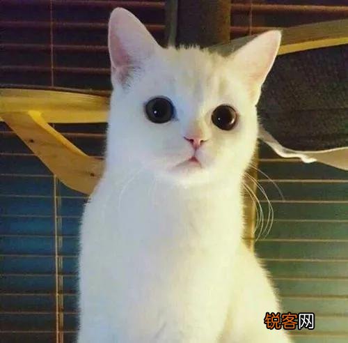 猫到底是招财还是来灾 养一直猫会带给我们什么运气