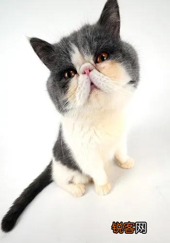 猫到底是招财还是来灾 养一直猫会带给我们什么运气