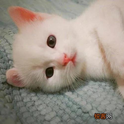 猫到底是招财还是来灾 养一直猫会带给我们什么运气