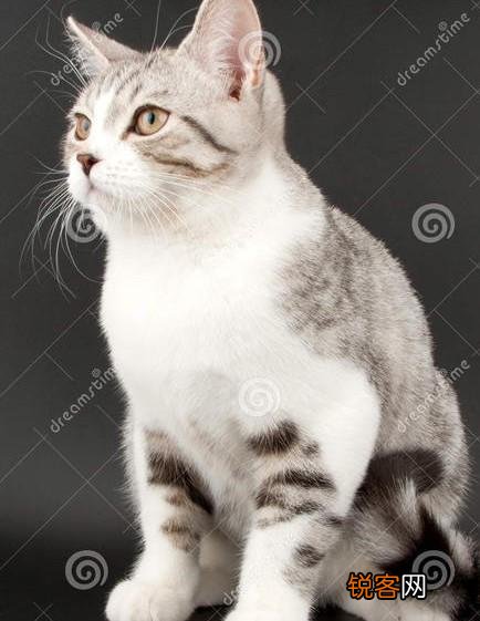 猫到底是招财还是来灾 养一直猫会带给我们什么运气