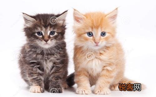 猫到底是招财还是来灾 养一直猫会带给我们什么运气