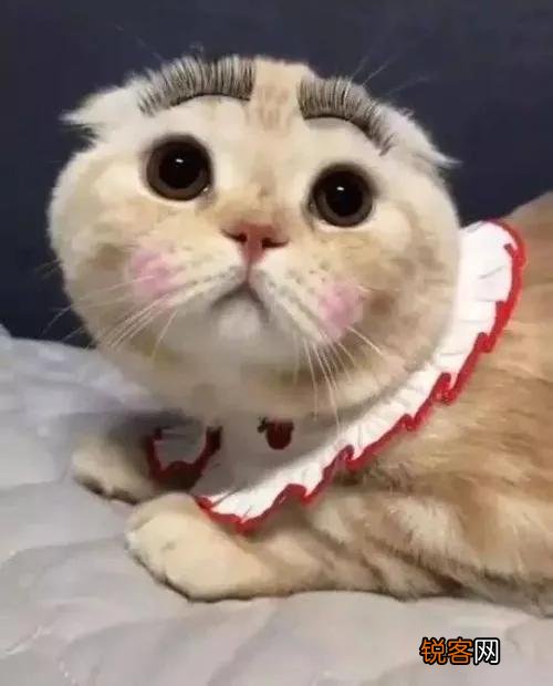 猫到底是招财还是来灾 养一直猫会带给我们什么运气