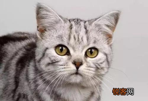 猫到底是招财还是来灾 养一直猫会带给我们什么运气