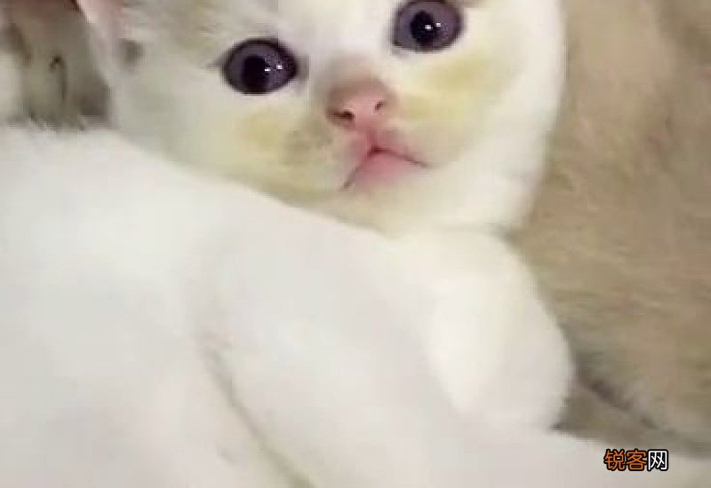 猫的眼睛有紫色的吗