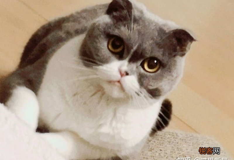 猫在家里找不到了怎么办
