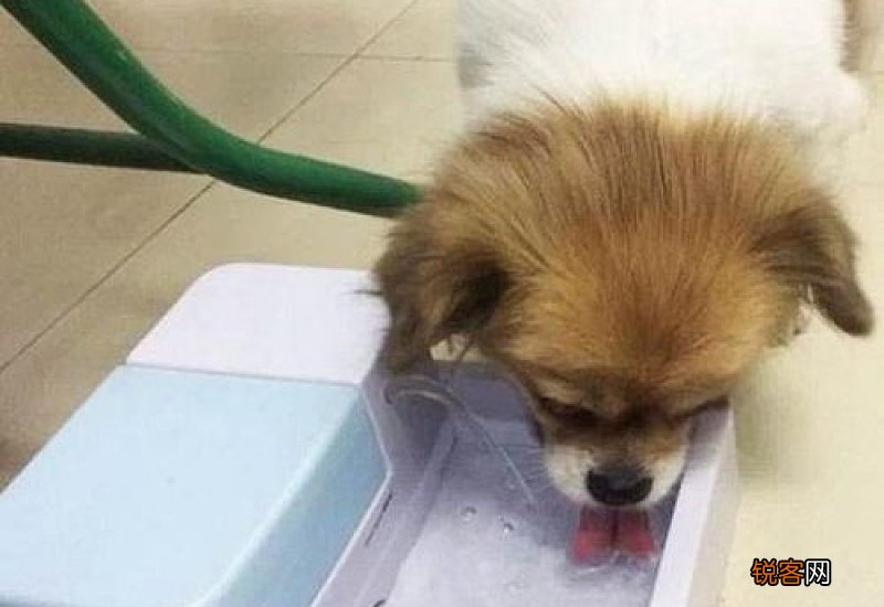 狗狗突然喝很多水