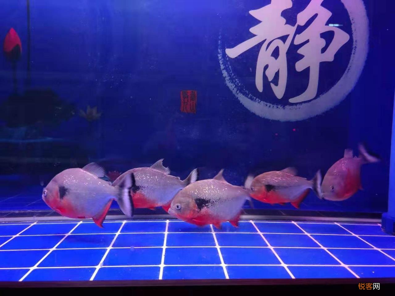 为什么不建议养地图鱼 根据经验不推荐养地图鱼的原因