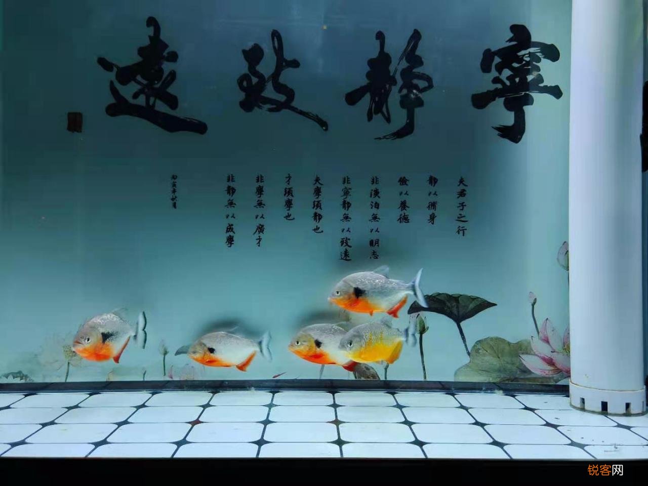 为什么不建议养地图鱼 根据经验不推荐养地图鱼的原因