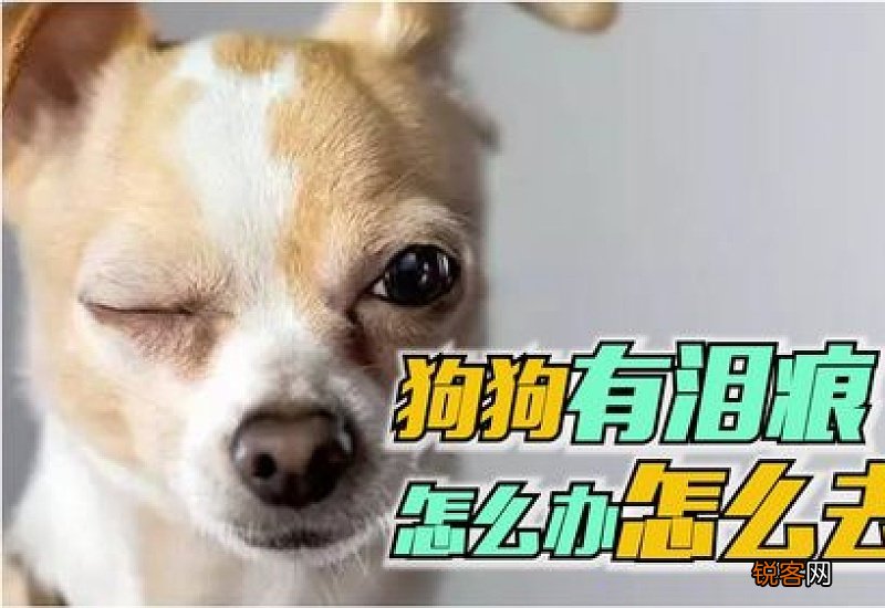 狗狗有泪痕吃什么可以去掉
