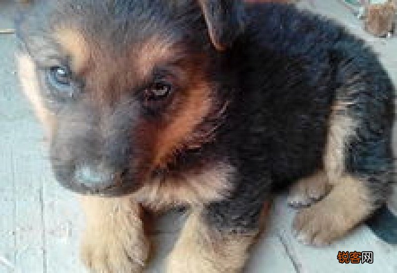 德牧幼犬打什么疫苗