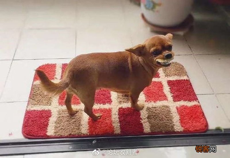 小狗可以吃蛋挞吗