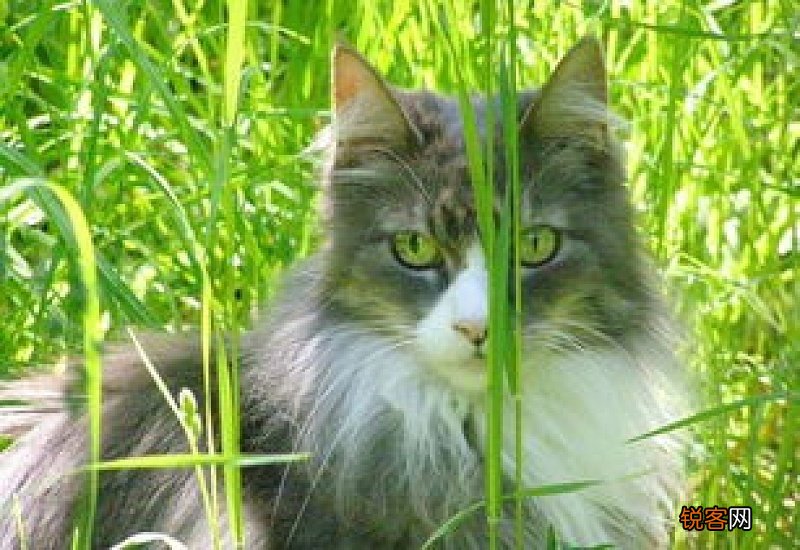母猫对小猫又踹又咬怎么办