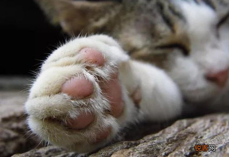 猫咪脚臭怎么处理