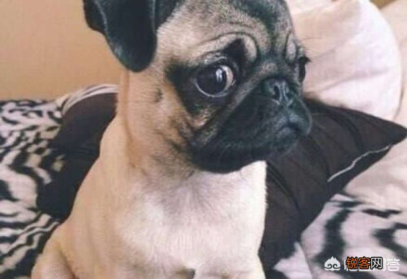 狗狗一直抓耳朵是为什么