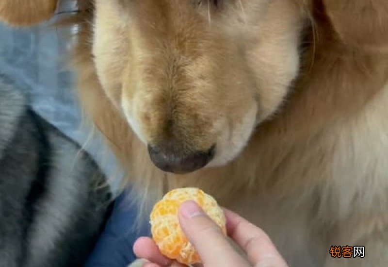 狗不怎么吃东西怎么办没有生病