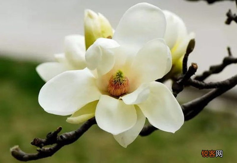 白玉兰花种植方法和时间