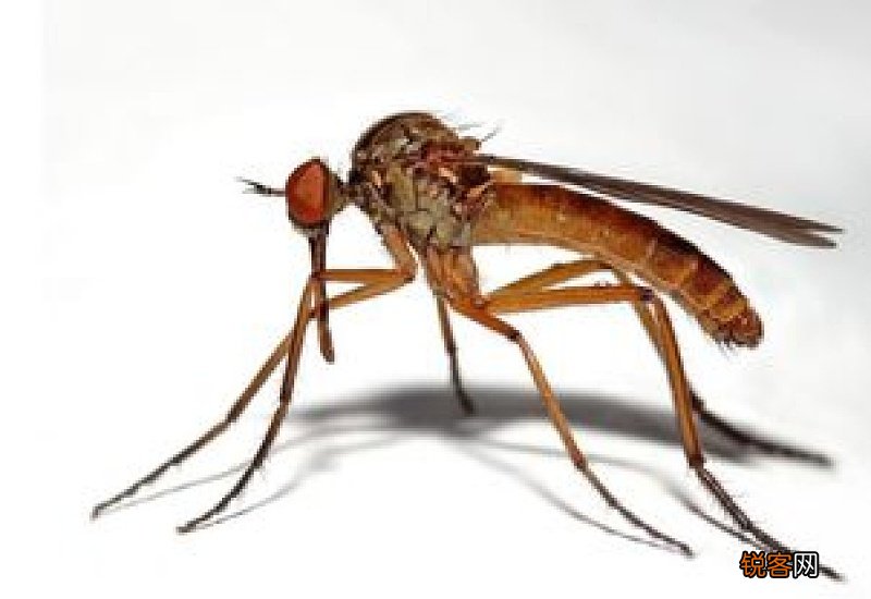 蚊子会饿死吗?