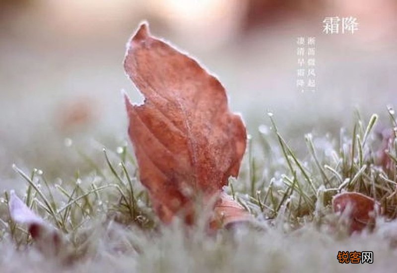 霜降节气的代表花