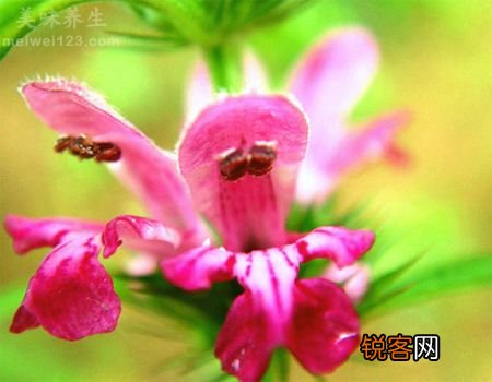 月经不调怎么办？可用“益母草”