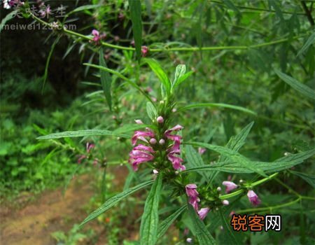 月经不调怎么办？可用“益母草”