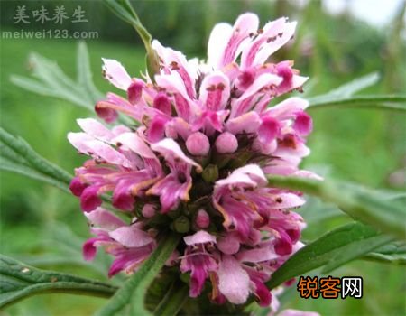 月经不调怎么办？可用“益母草”