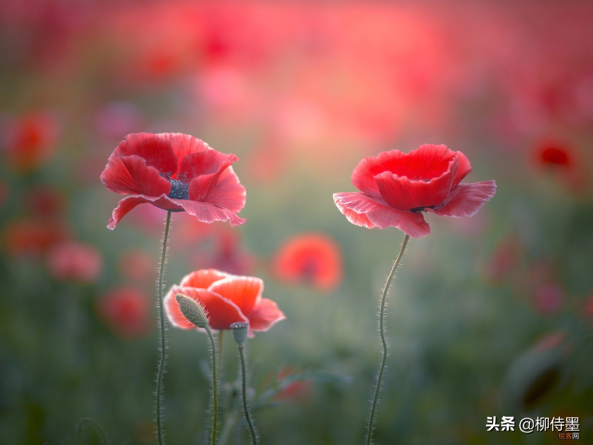 手机也能拍出花草的高级感