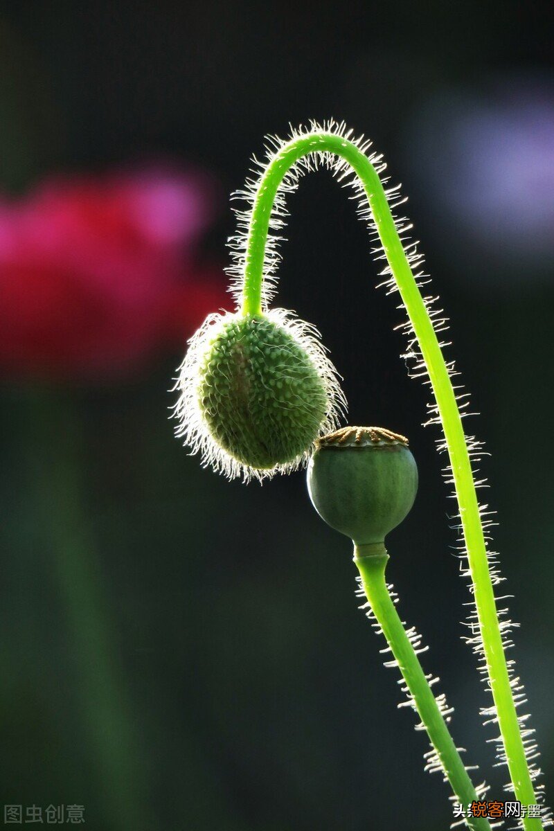 手机也能拍出花草的高级感