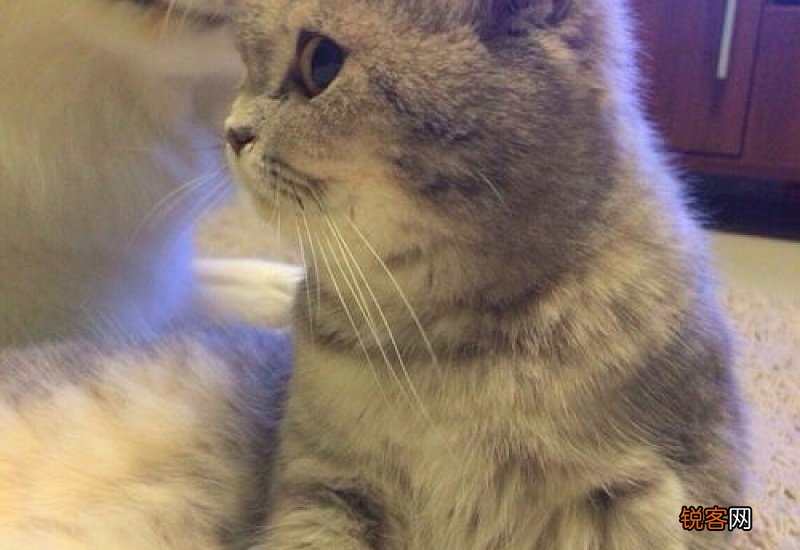 猫咪绝育后不小心舔到伤口怎么办