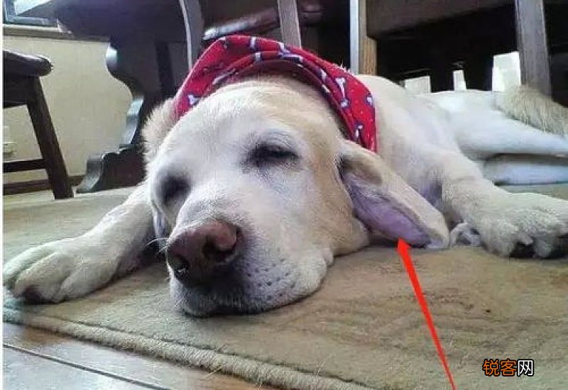 狗狗耳血肿能自愈吗