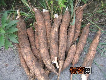 十种美食吃错部位变成毒药