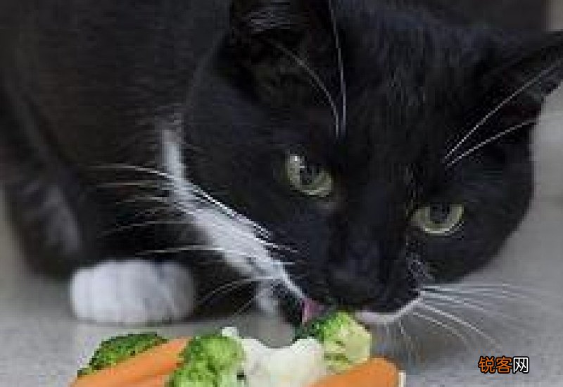 猫可以吃素食吗