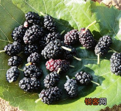 当心水果也是有副作用的