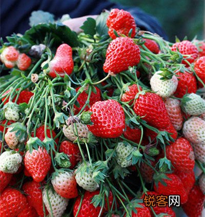 日常易致癌食物黑名单