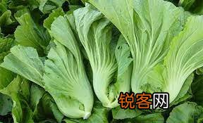 为什么很多人喜欢吃酸菜 酸菜是什么菜