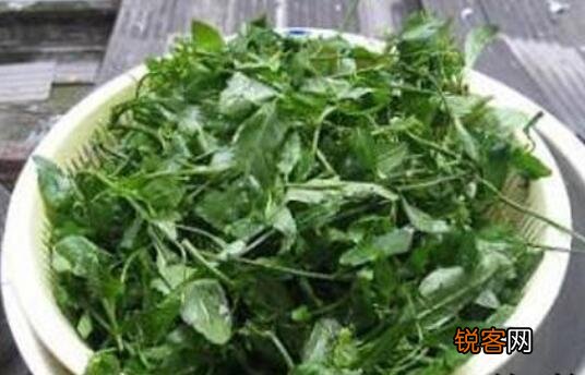 葛菜汁的作用与功效