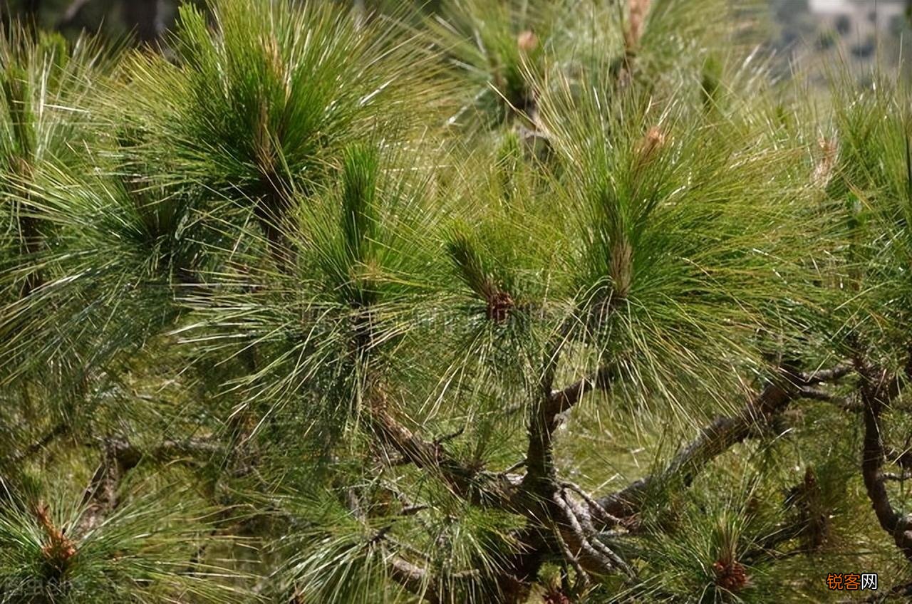 世界最高的树有多少米 我国最高的树有多少米