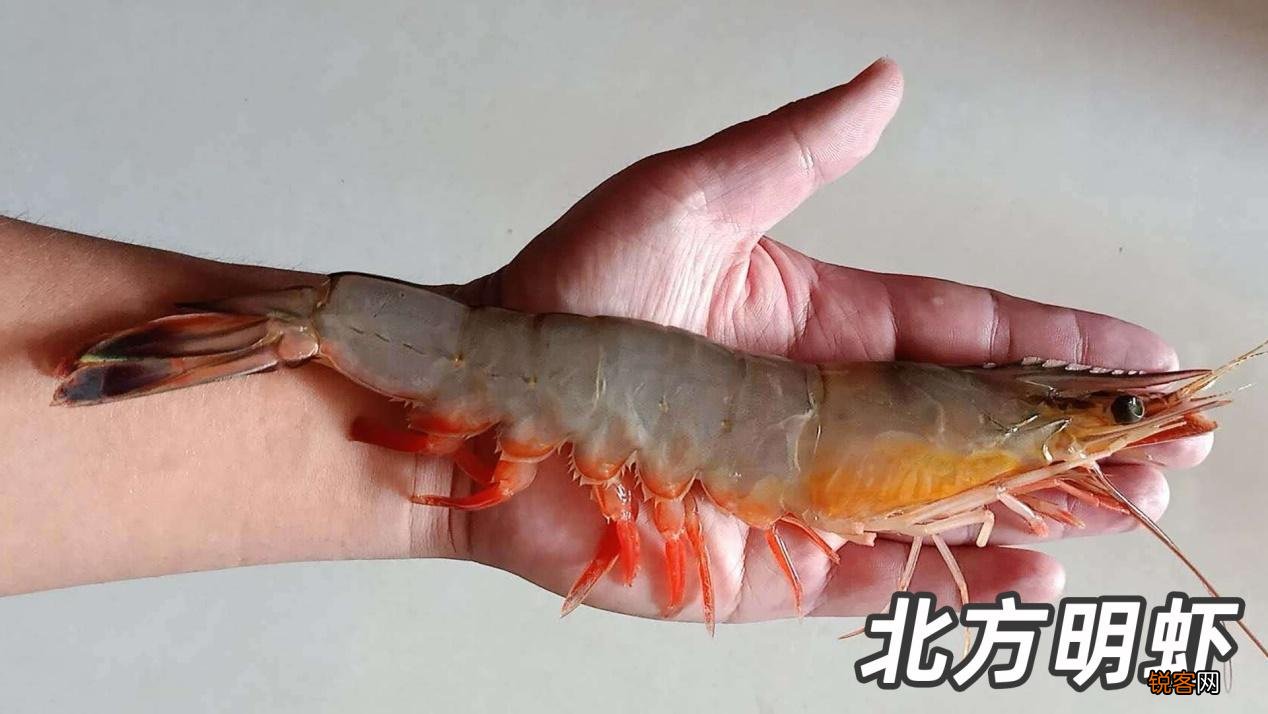 基围虾是什么虾 基围虾是指虾的品种还是养虾的方式