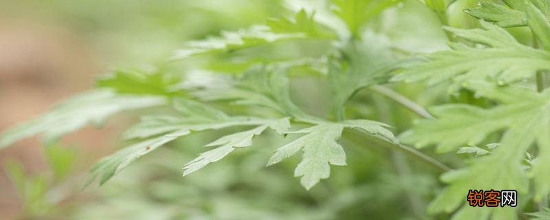 野菜艾草怎么吃 吃艾草的禁忌!