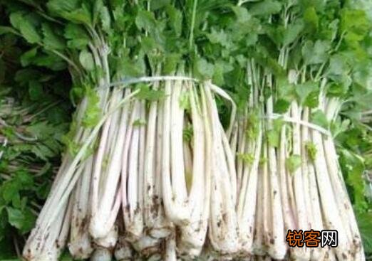 白芹菜和绿莴笋的差别 芹菜的功效