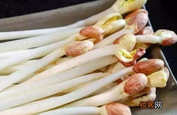 花生芽怎么发更快最好是 自做花生芽的整个过程