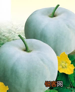 菜中佳品瓜类防暑又治病