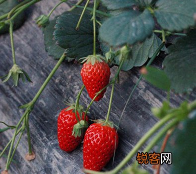 夏季易多吃的水果