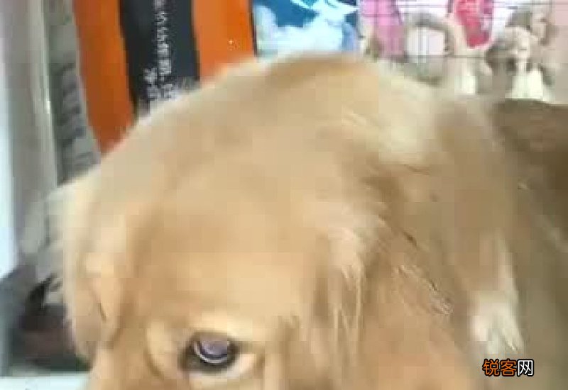 挑食的狗狗吃什么狗粮比较好