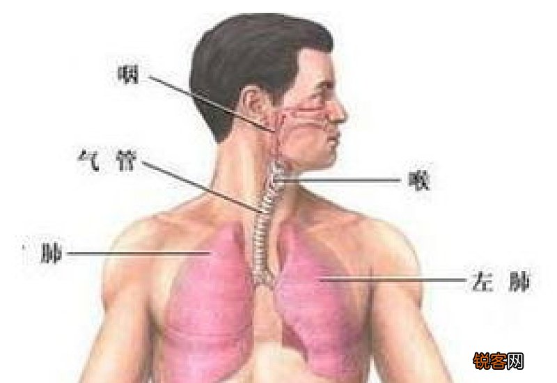 狗狗支气管痉挛怎么办