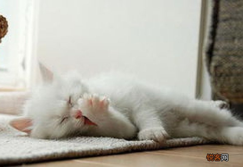 猫咪呼吸急促怎么回事