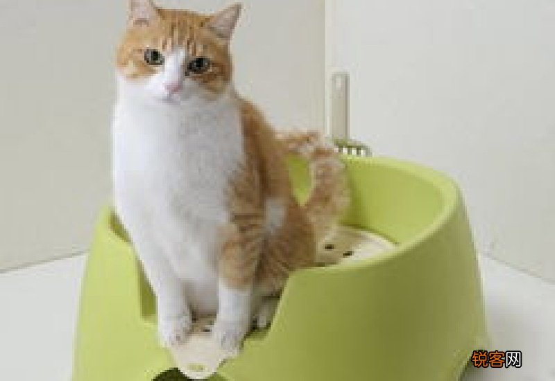 猫咪能吃面包吗3个月