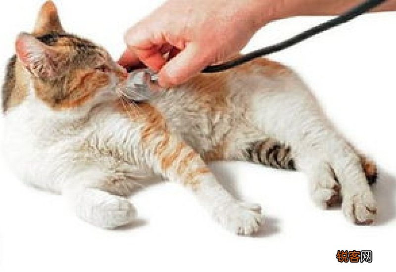 猫咪拉肚子打喷嚏怎么回事