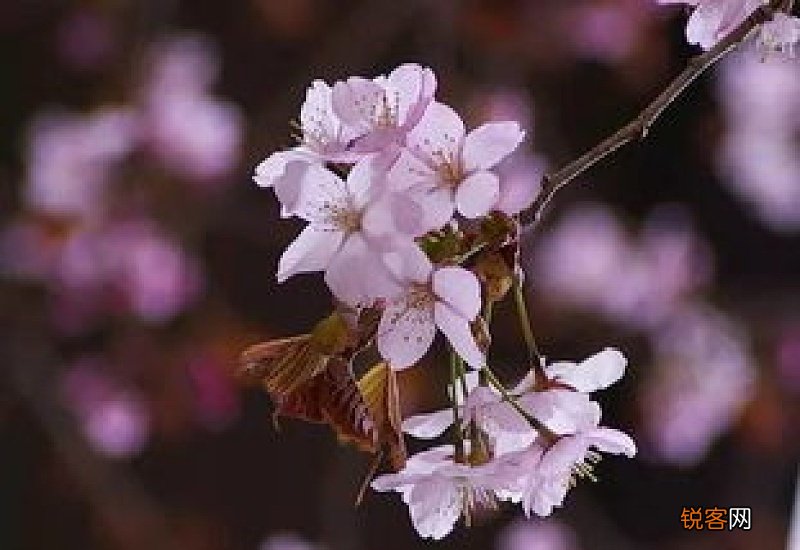 樱花样子的介绍