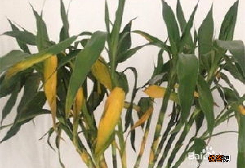竹子什么季节生根